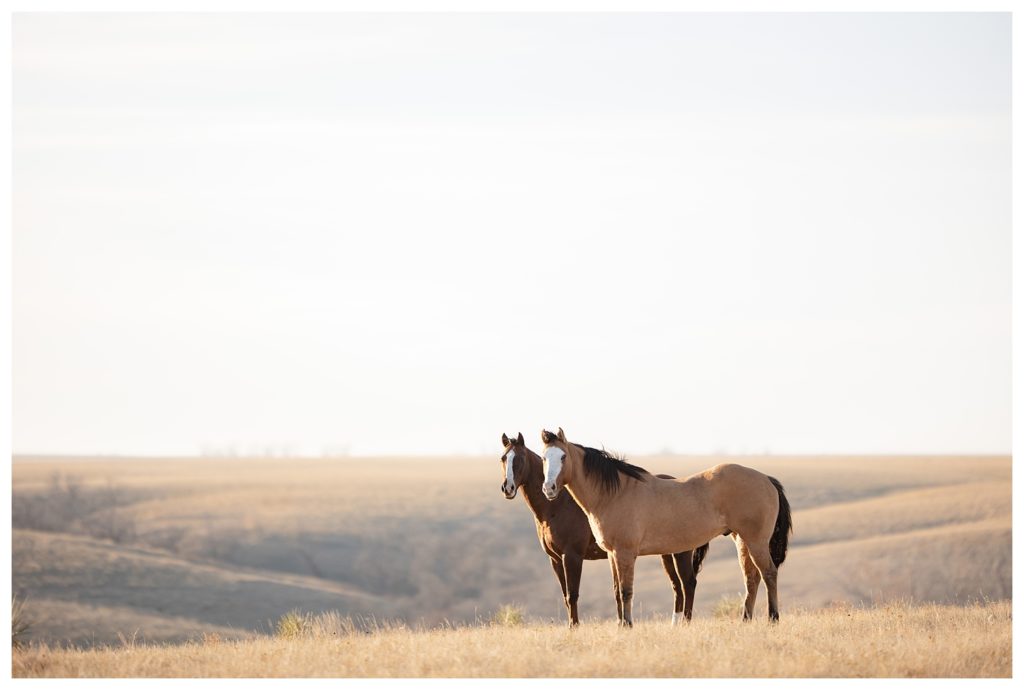 Sioux Falls Wedding Photographer - Badlands Elopement