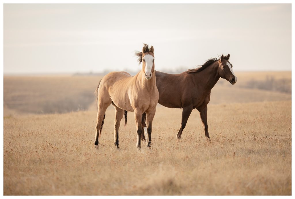 Sioux Falls Wedding Photographer - Badlands Elopement